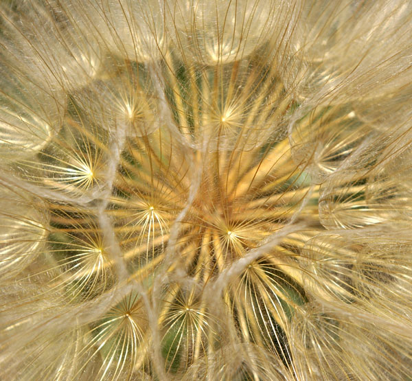 Dandelion